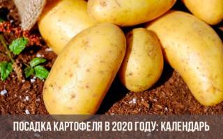 Благоприятные дни посадки картофеля в мае 2020 года