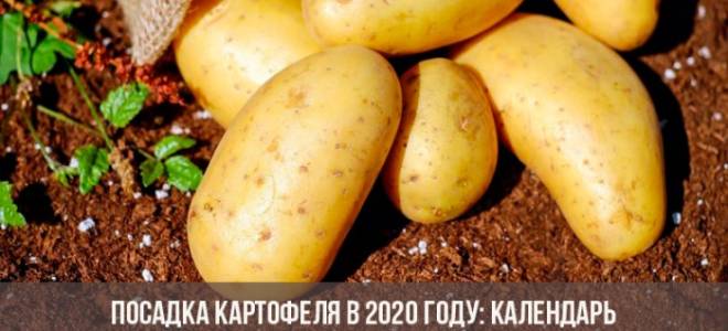 Благоприятные дни посадки картофеля в мае 2020 года