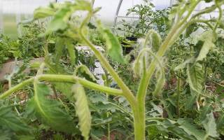 Формирование индетерминантных томатов в теплице