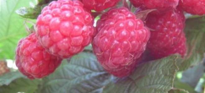 Малина королевский пингвин описание сорта фото отзывы