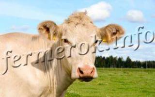 Порода коров шароле характеристика фото отзывы