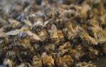 Пчелиный подмор при простатите рецепты как принимать для лечения