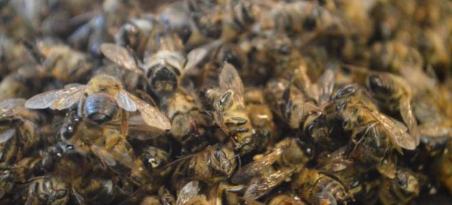 Пчелиный подмор при простатите рецепты как принимать для лечения