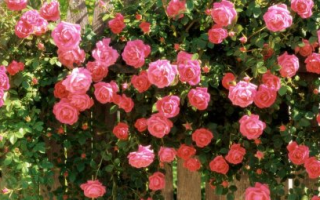Плетистые (вьющиеся) розы посадка размножение уход и выращивание + фото
