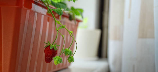 Выращивание клубники на балконе