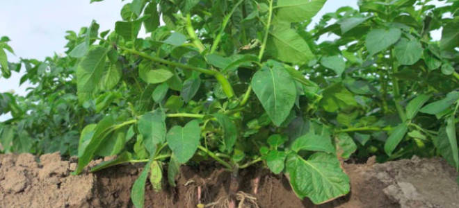 Когда обрезать ботву у картофеля