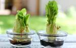 Как вырастить пекинскую капусту из кочерыжки