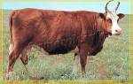 Калмыцкая порода коров характеристика фото отзывы