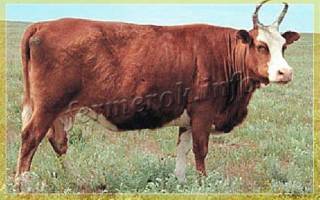 Калмыцкая порода коров характеристика фото отзывы