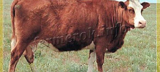 Калмыцкая порода коров характеристика фото отзывы