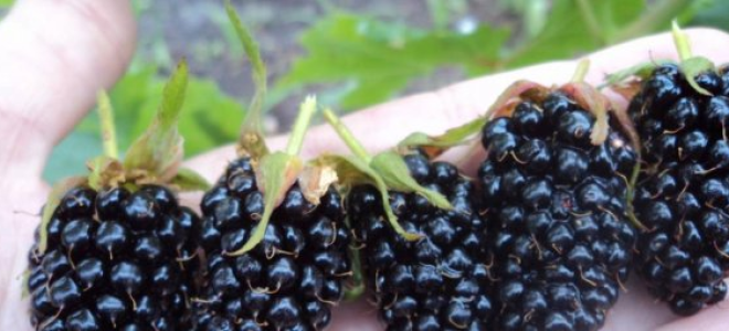 Ежевика торнфри описание сорта фото отзывы выращивание и уход формирование куста