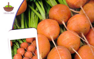 Лучшие сорта моркови для ленинградской области