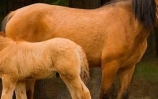 Вятская порода лошадей описание + фото