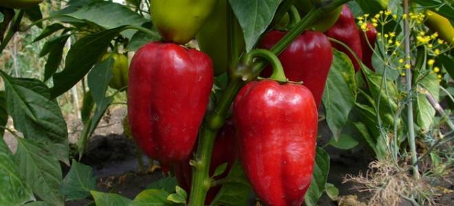 Внекорневая подкормка перца