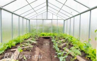 Как выращивать огурцы в теплице из поликарбоната