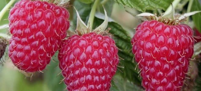 Малина туламин описание сорта фото отзывы