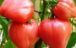 Кистевые томаты для теплиц сорта гибриды + фото