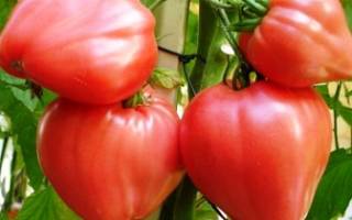 Кистевые томаты для теплиц сорта гибриды + фото