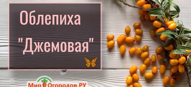 Облепиха джемовая описание сорта фото отзывы