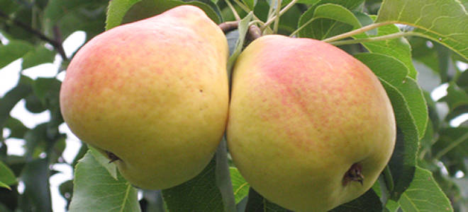 Груша лада описание сорта фото отзывы