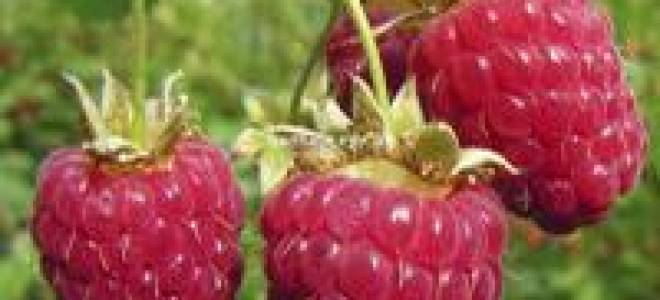 Малина дочь геракла описание сорта фото отзывы