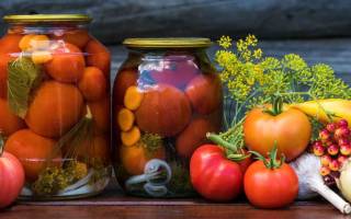Сорта помидор для засолки и консервирования