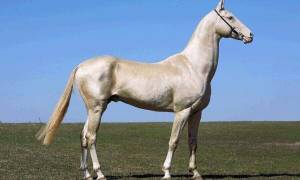 Ахалтекинская лошадь фото происхождение