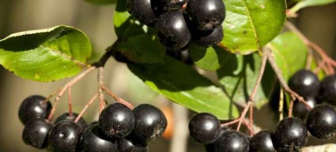 Как сушить черноплодную рябину в домашних условиях