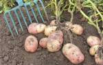 Глубина и схема посадки картофеля