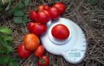 Ультраскороспелые сорта томатов описание выращивание и уход
