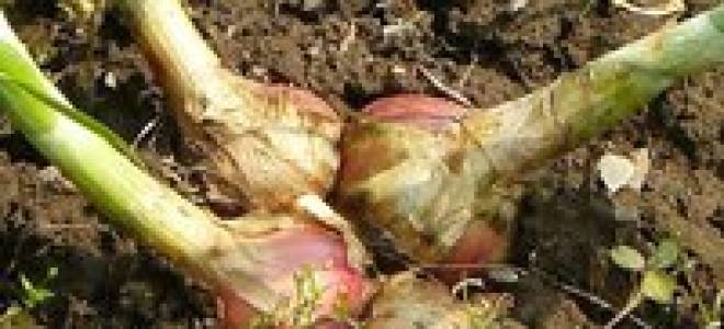 Можно ли сажать семейный лук под зиму