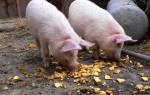 Какую породу свиней разводить