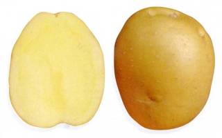 Картофель брянский деликатес описание сорта фото отзывы