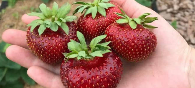 Клубника мальвина описание сорта фото отзывы