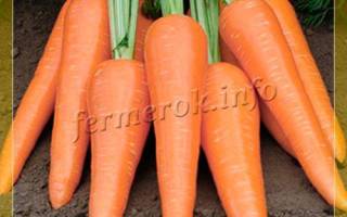 Морковь абако f1 описание сорта фото отзывы