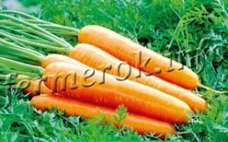 Морковь королева осени описание фото отзывы