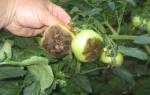 Чем обработать землю после фитофторы помидор