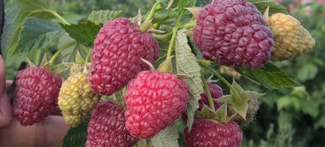 Малина джоан джи описание сорта фото отзывы