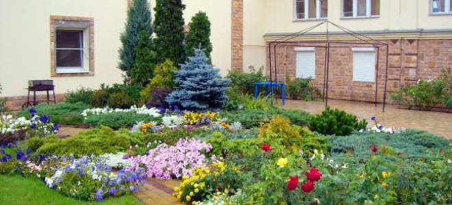 Неприхотливые цветущие однолетние цветы для клумбы