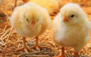 Чем лечить понос цыплят бройлеров