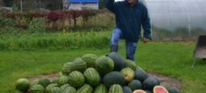 Выращивание арбузов в сибири в открытом грунте