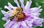 Медоносная пчела породы содержание фото