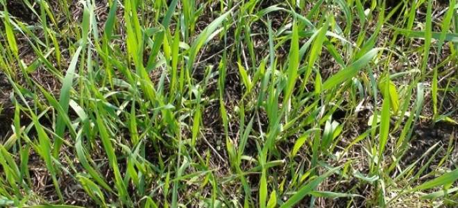 Пырей ползучий как избавиться от сорняка