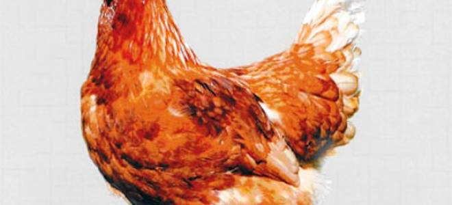 Куры родонит описание породы фото отзывы