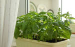 Базилик на подоконнике выращивание из семян зимой в домашних условиях