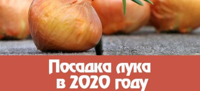 Когда сажать лук по лунному календарю в 2020 году