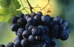 Черный виноград сорта фото описание