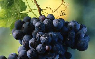 Черный виноград сорта фото описание