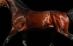 Ганноверская лошадь характеристика породы фото отзывы