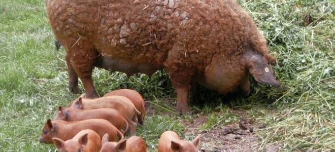 Венгерская мангалица описание породы отзывы владельцев